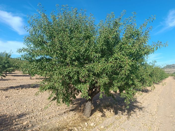 Image No.2-Land for sale