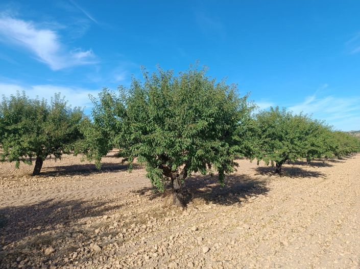 Image No.4-Terre à vendre à Yecla