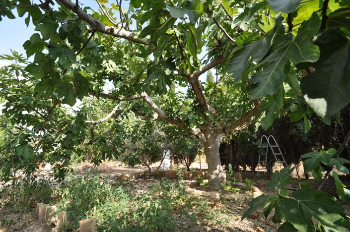 Image No.11-4 Bed Country House for sale