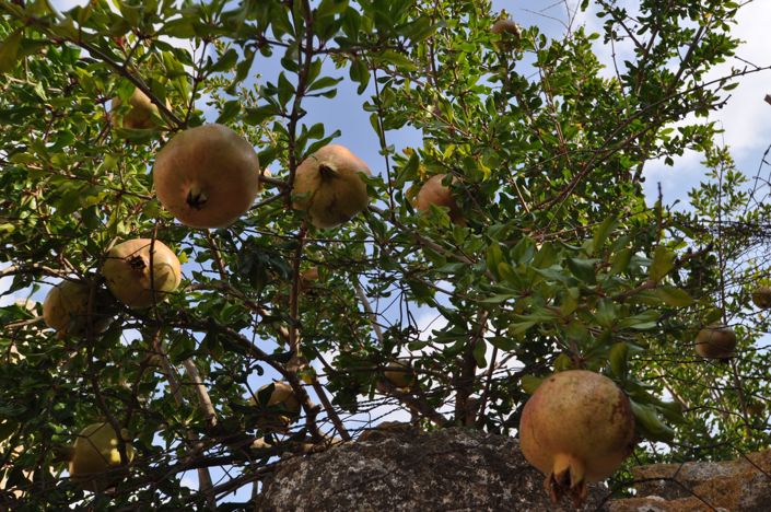 Image No.34-4 Bed Country House for sale