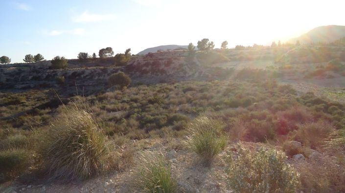 Image No.3-Terre à vendre à Abanilla