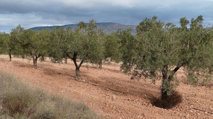 Image No.3-Terre à vendre à Monóvar