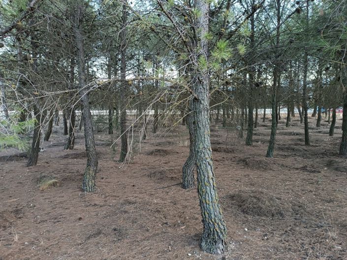 Image No.29-Villa de 6 chambres à vendre à Yecla