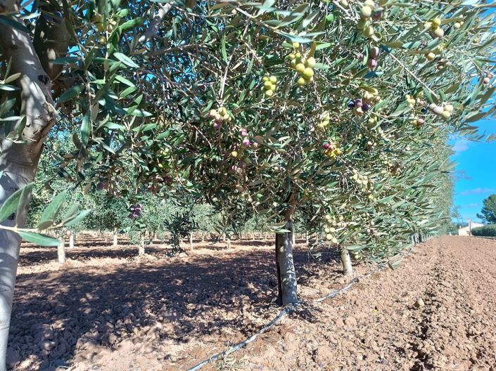 Image No.15-Villa de 2 chambres à vendre à Yecla