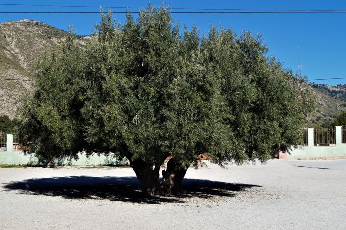 Image No.44-Villa de 4 chambres à vendre à Petrer