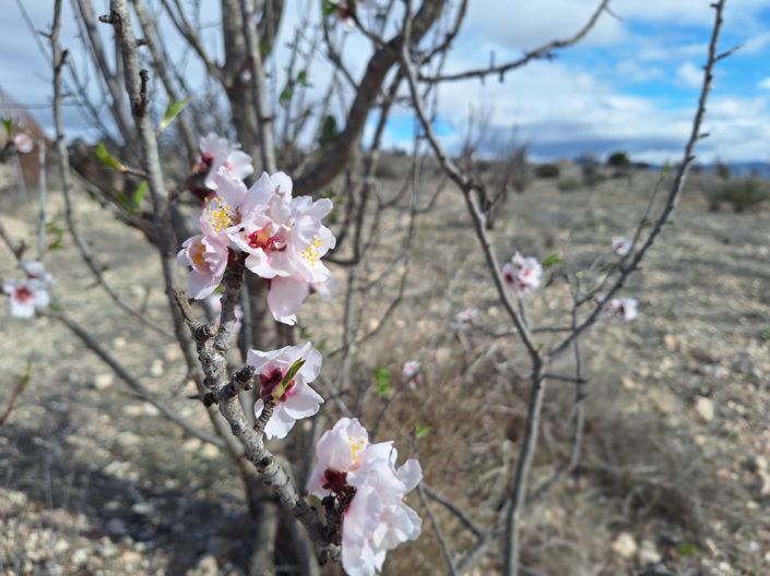 Image No.1-Land for sale