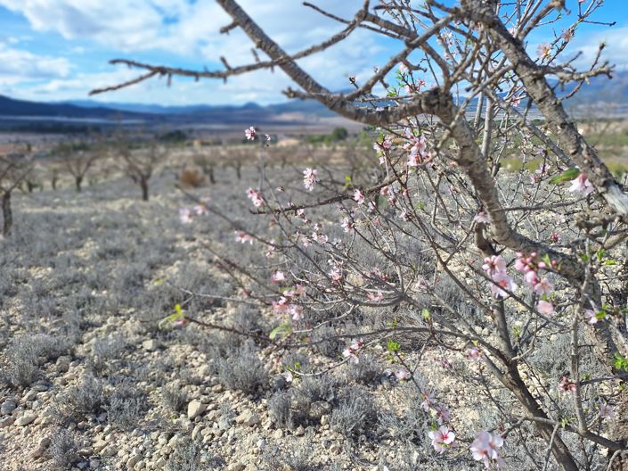 Image No.8-Terre à vendre à Salinas
