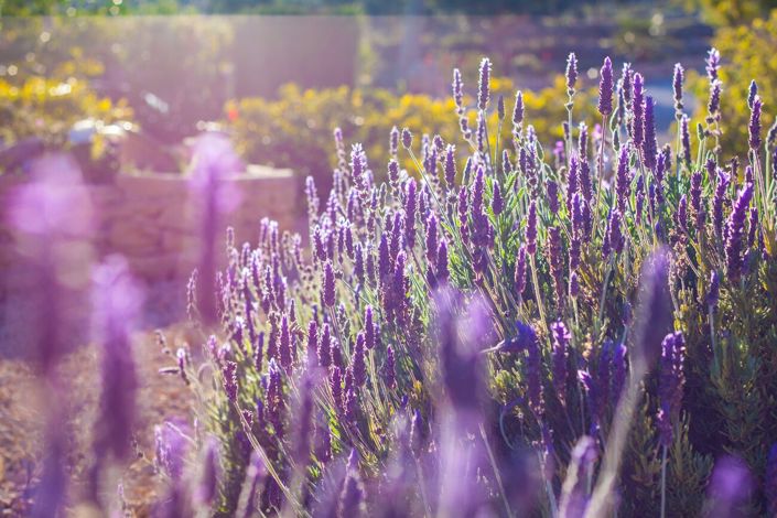 Image No.2-8 Bed Country House for sale