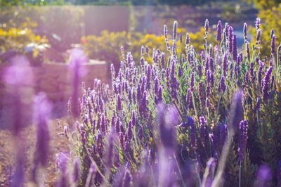 finca-benissa-dar0028-3