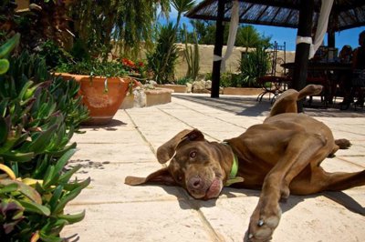 finca-benissa-dar0028-18