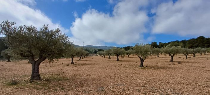 Image No.4-Terre à vendre à Yecla