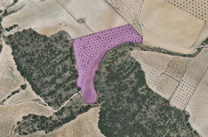 Image No.7-Terre à vendre à Yecla