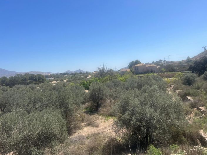 Image No.7-Terre à vendre à Monóvar