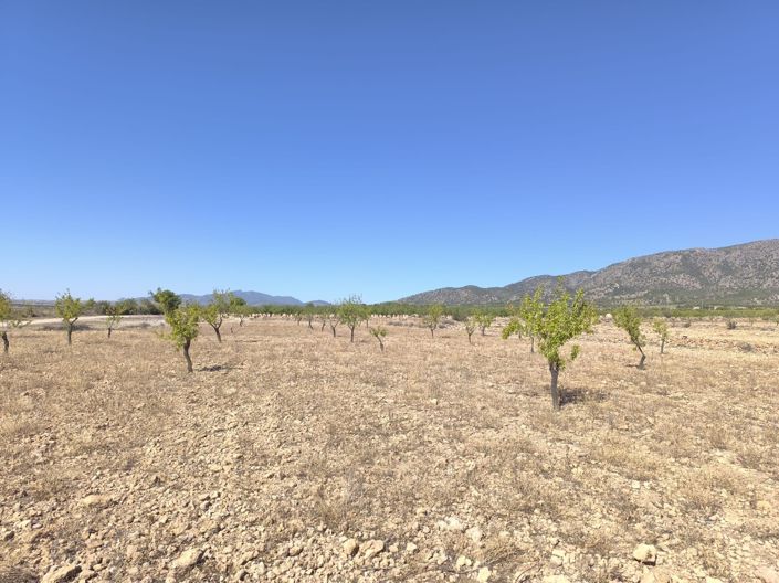 Image No.2-Terre à vendre à Monóvar