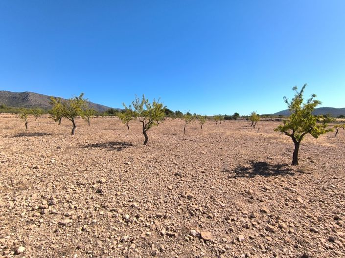 Image No.3-Terre à vendre à Monóvar