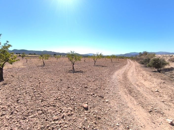 Image No.4-Terre à vendre à Monóvar