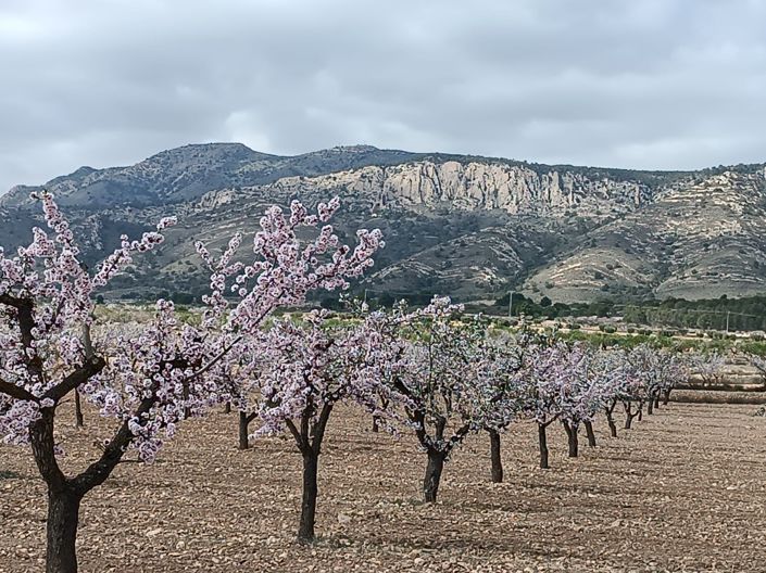 Image No.2-Terre à vendre à Jumilla