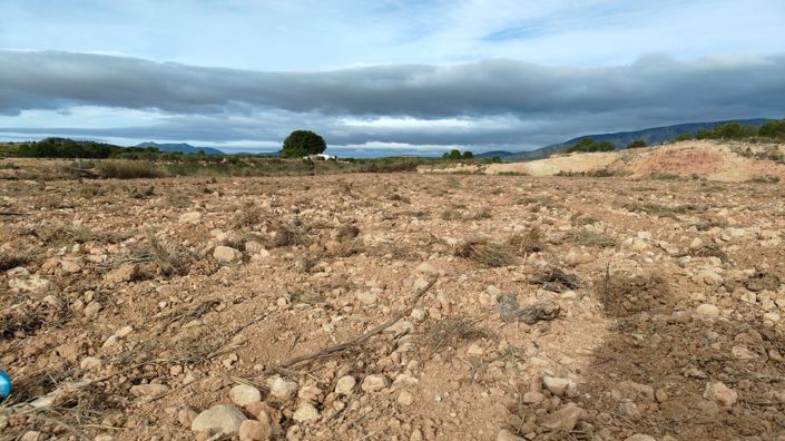 Image No.7-Terre à vendre à Monóvar