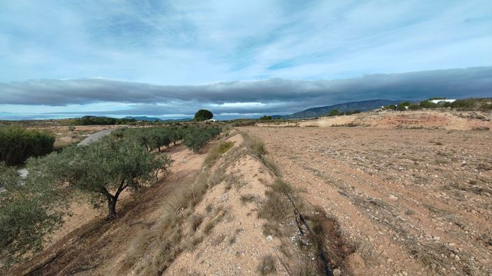Image No.8-Terre à vendre à Monóvar
