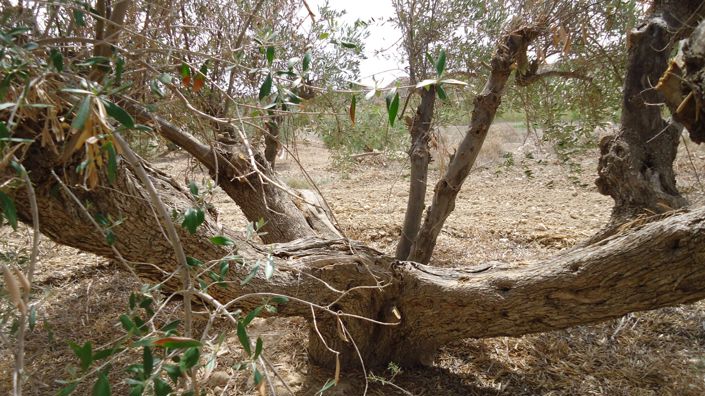 Image No.20-Land for sale