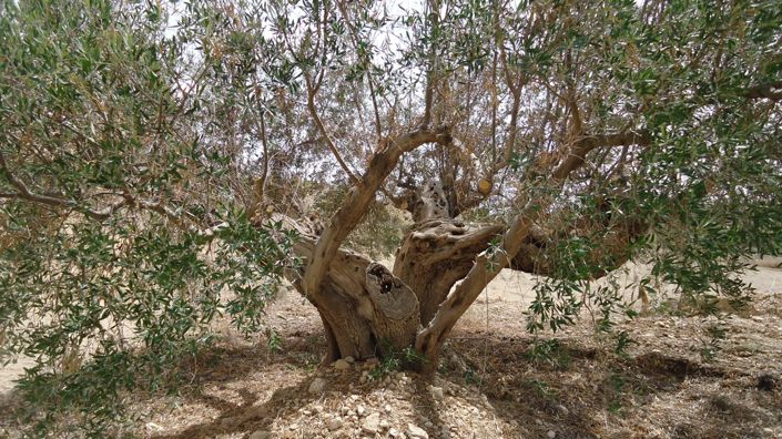 Image No.22-Land for sale