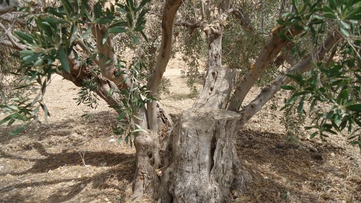 Image No.24-Land for sale