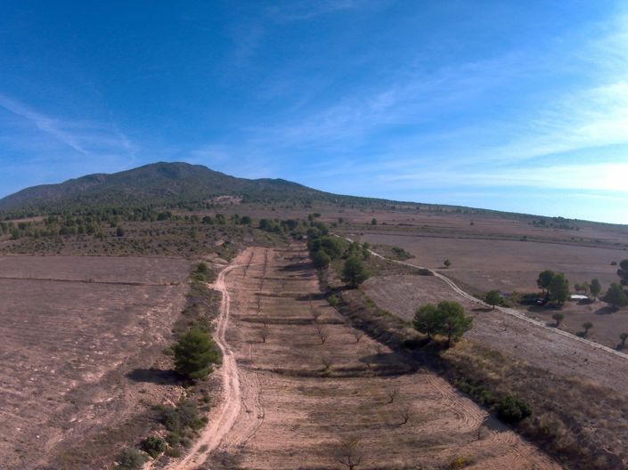 Image No.5-Terre à vendre à Yecla