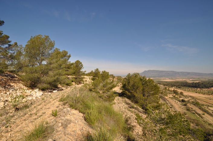 Image No.4-Terre à vendre à La Zarza