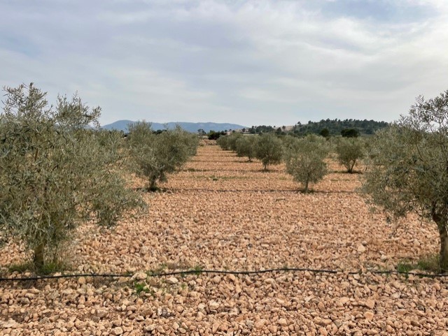 Image No.22-Land for sale