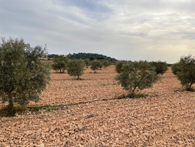 Image No.23-Land for sale