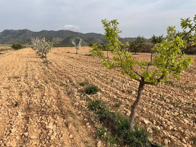 Image No.3-Land for sale