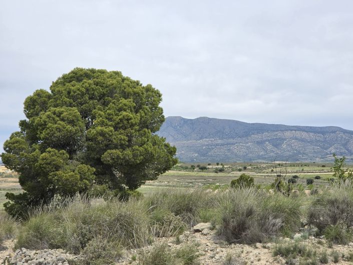 Image No.2-Land for sale