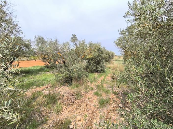 Image No.17-Maison de campagne de 3 chambres à vendre à Yecla