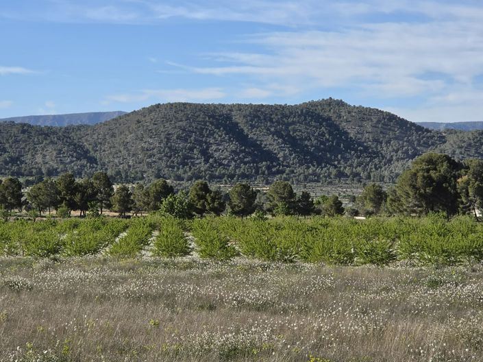 Image No.10-Terre à vendre à Monóvar