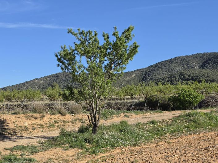 Image No.11-Terre à vendre à Monóvar