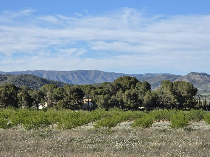 Image No.2-Terre à vendre à Monóvar