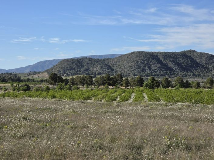 Image No.3-Terre à vendre à Monóvar