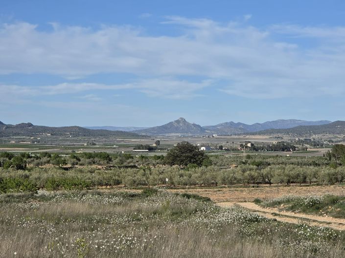 Image No.6-Terre à vendre à Monóvar