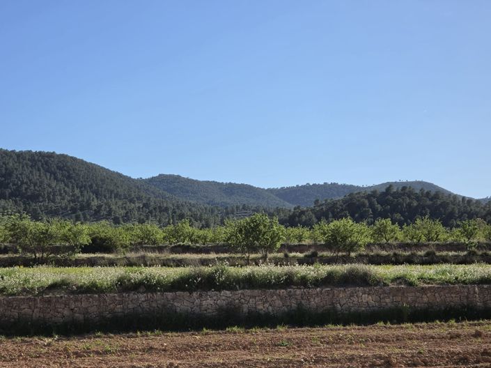 Image No.7-Terre à vendre à Monóvar