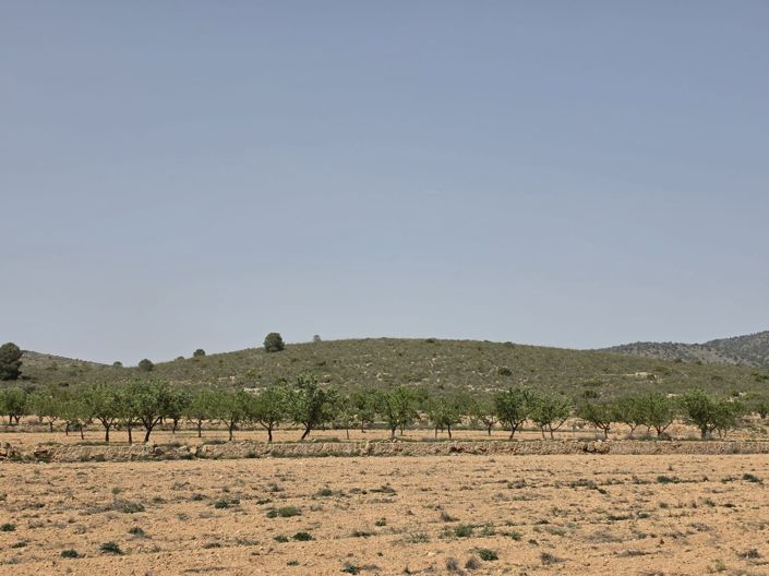 Image No.10-Terre à vendre à Pinoso