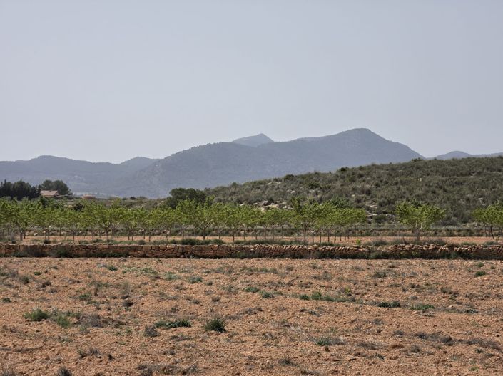 Image No.12-Terre à vendre à Pinoso