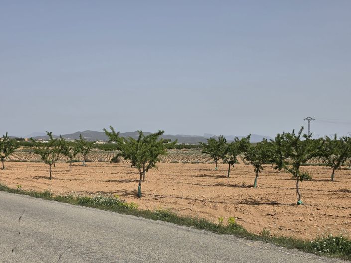 Image No.13-Terre à vendre à Pinoso