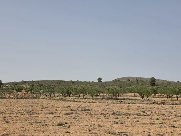 Image No.14-Terre à vendre à Pinoso