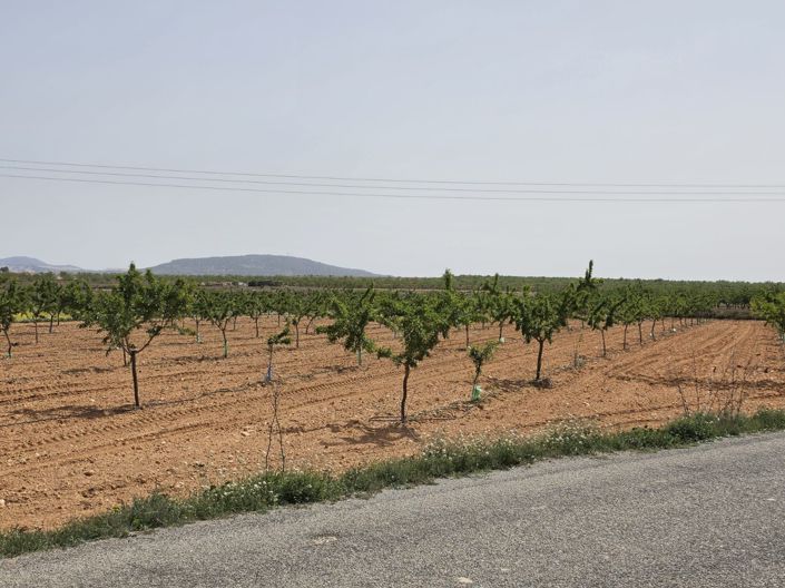 Image No.3-Terre à vendre à Pinoso