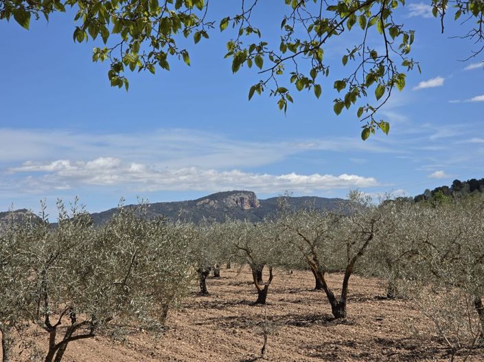 Image No.45-Maison de campagne de 5 chambres à vendre à Monóvar