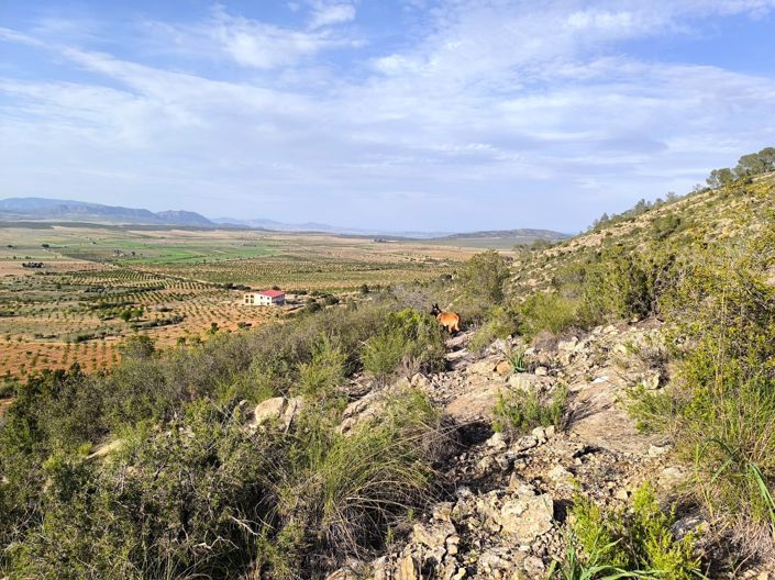 Image No.2-Land for sale