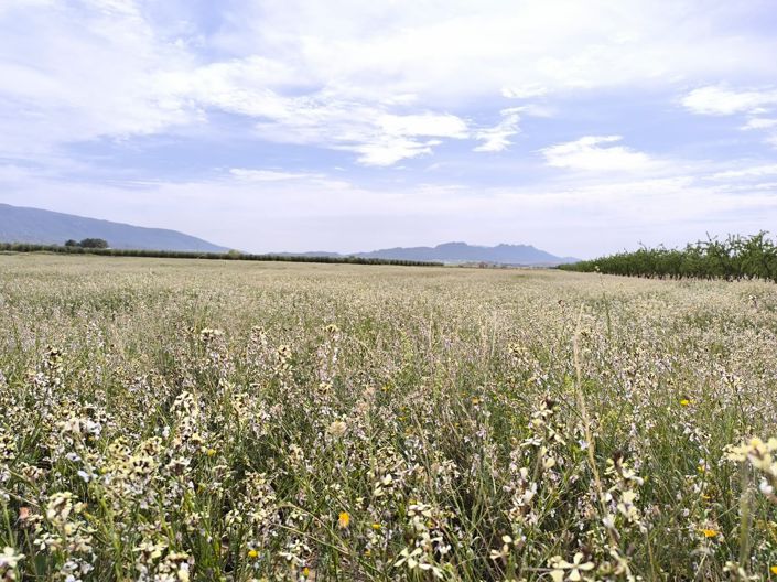 Image No.36-10 Bed Country House for sale