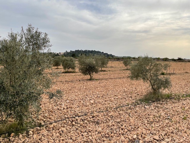 Image No.2-Land for sale
