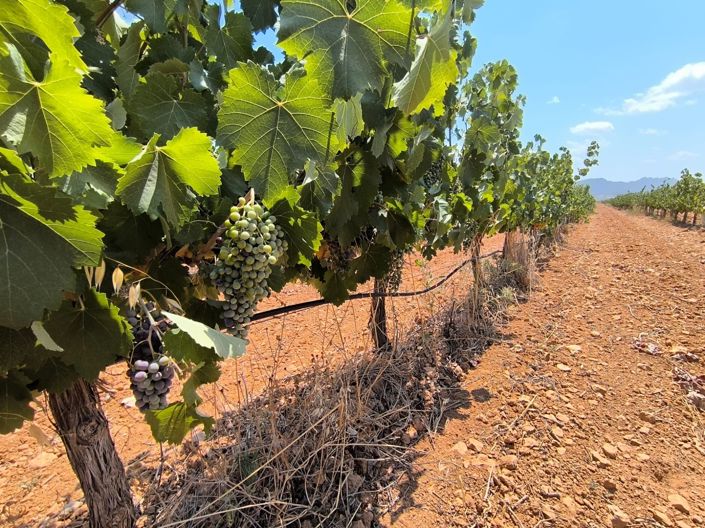 Image No.2-Land for sale