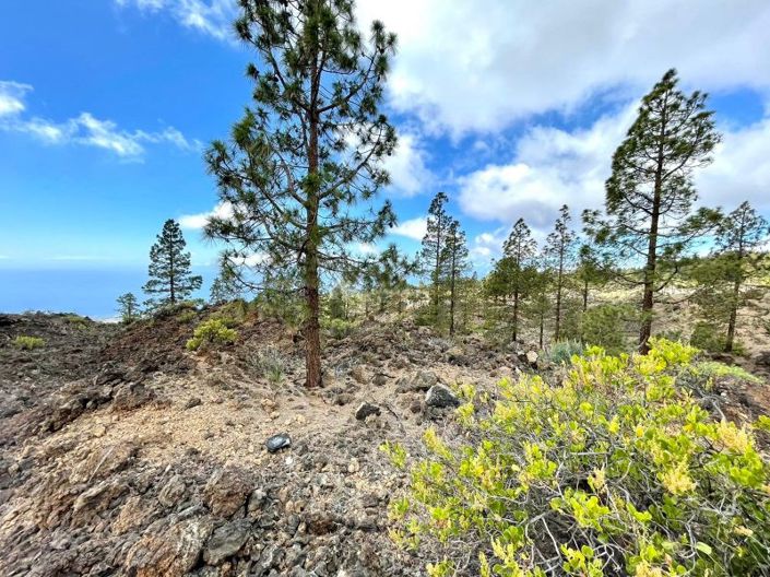 Image No.13-Terre à vendre à Guia de Isora